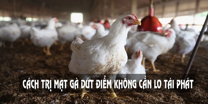 Tìm Hiểu Cách Diệt Mạt Gà Hiệu Quả Giá Rẻ 6 Cách Diệt Mạt Gà