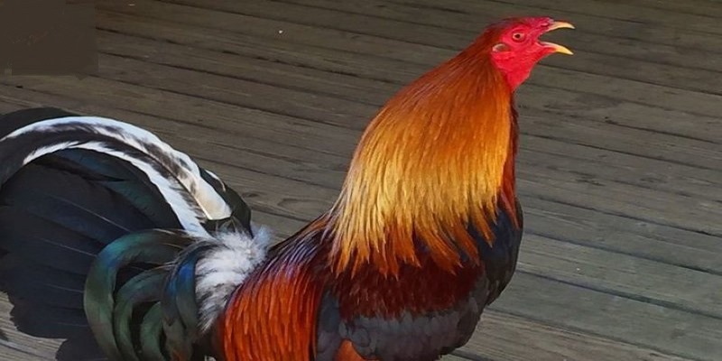 Quy Trình Và Cách Nhập Gà Mỹ Về Việt Nam Người Nuôi Cần Biết 6 cách nhập gà Mỹ về Việt Nam