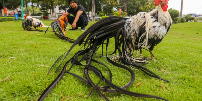Cách Nuôi Gà Đuôi Dài Đúng Kỹ Thuật Và Một Số Lưu Ý  4 cách nuôi gà đuôi dài