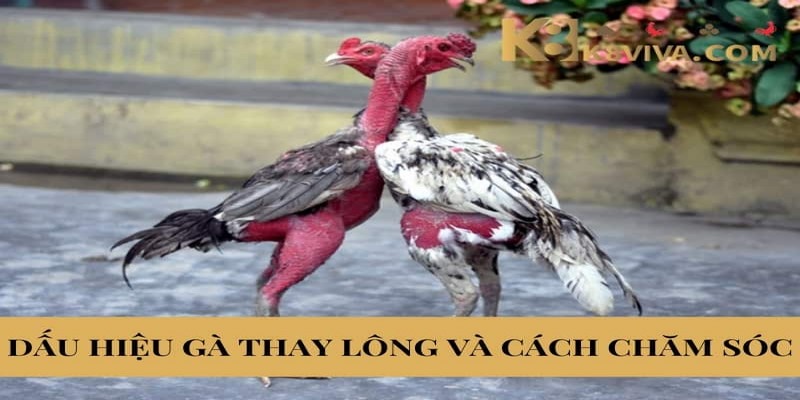 Hướng Dẫn Cách Chăm Sóc Gà Thay Lông Nhanh Và Hiệu Quả 4 Chăm sóc gà thay lông