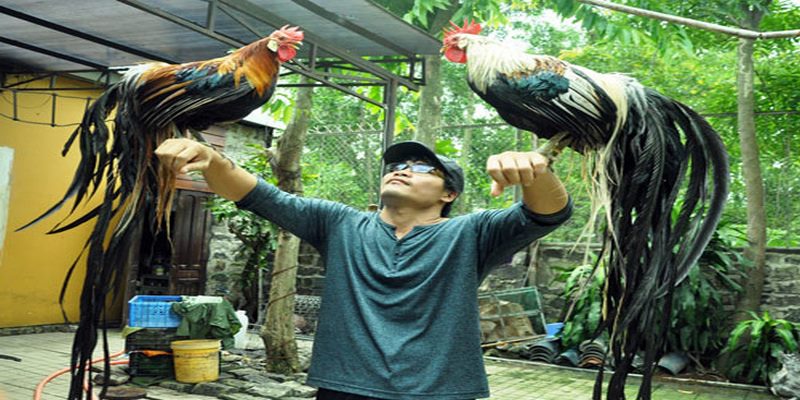 Gà Cảnh Đuôi Dài – Đặc Điểm Và Phương Pháp Nuôi Gà Chuẩn 5 Gà Cảnh Đuôi Dài