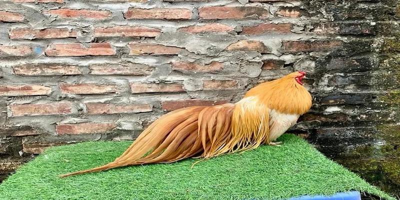 Gà Phoenix Lai Tân Châu Và Những Điều Quan Trọng Cần Biết  4 Gà Phoenix Lai Tân Châu