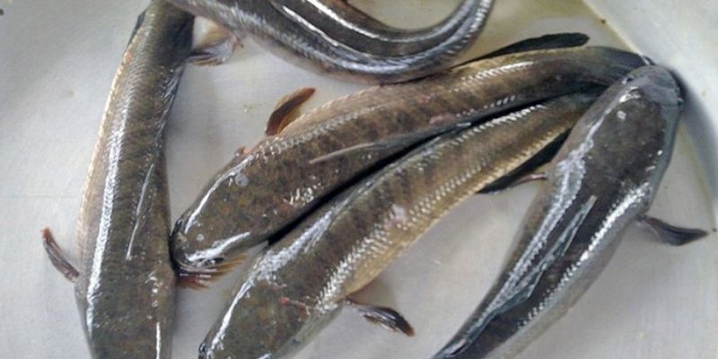 Giấc mơ thấy cá lóc và các con số tương ứng - Jun88 5 mo thay ca loc 2