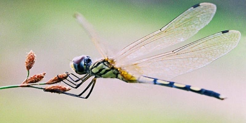 Mơ thấy chuồn chuồn và ý nghĩa của những giấc mơ này - Jun88 4 mo thay chuon chuon