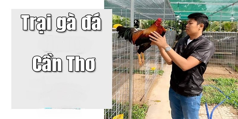 Trại gà A Lũ Cần Thơ - Trại Gà Nổi Tiếng Với Các Tuyệt Phẩm Chiến Kê 4 Trại gà A Lũ Cần Thơ